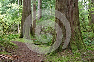 Beautiful forest of Pacific Northwest