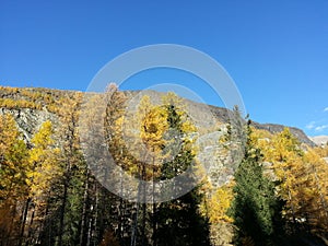 Beautiful forest panorama