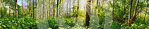 Beautiful forest panorama