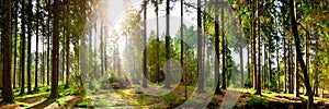 Beautiful forest panorama