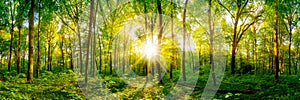 Beautiful forest panorama photo