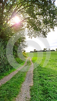 Beautiful forest panorama with bright sun shining through the trees