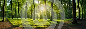 Beautiful forest panorama with large trees and bright sun