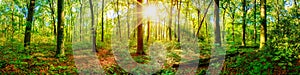 Beautiful forest panorama with bright sun photo
