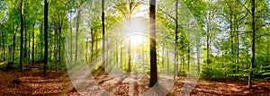 Idyllic forest at sunrise photo