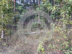 Beautiful forest panorama. Summer