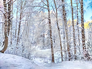 Beautiful forest and park with birch trees covered with snow on a winter day with blue sky. Natural landscape in cold
