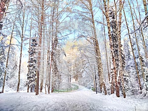 Beautiful forest and park with birch trees covered with snow on a winter day with blue sky. Natural landscape in cold