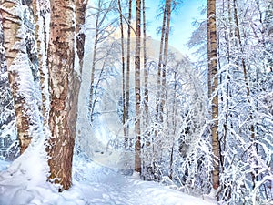 Beautiful forest and park with birch trees covered with snow on a winter day with blue sky. Natural landscape in cold