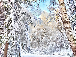 Beautiful forest and park with birch trees covered with snow on a winter day with blue sky. Natural landscape in cold