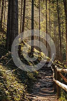 Beautiful forest path in Austria.