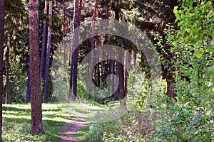 Beautiful forest with pine trees and path