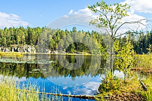 Beautiful forest pond