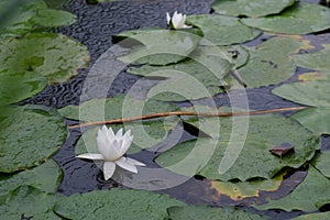 Beautiful forest pond with lily pads with flowers, rain ripples, and overgrown grass around