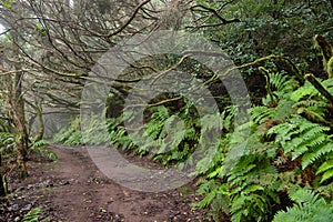 Beautiful forest on a rainy day.Hiking trail. Anaga Rural Park - ancient forest on Tenerife, Canary Islands