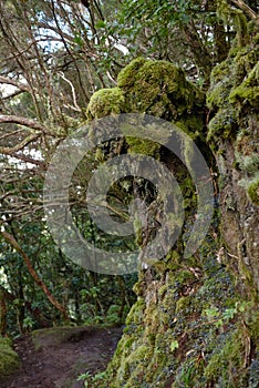 Beautiful forest on a rainy day.Hiking trail. Anaga Rural Park - ancient forest on Tenerife, Canary Islands