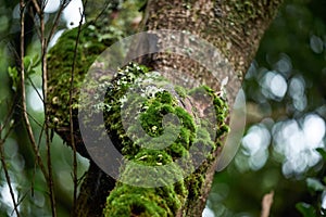 Beautiful forest on a rainy day.Hiking trail. Anaga Rural Park - ancient forest on Tenerife, Canary Islands