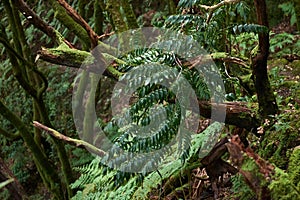 Beautiful forest on a rainy day.Hiking trail. Anaga Rural Park - ancient forest on Tenerife, Canary Islands