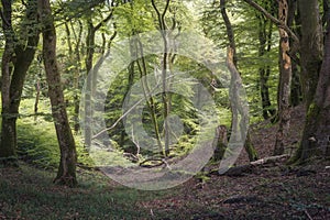 Beautiful forest at the Rebild Bakker area in Denmark