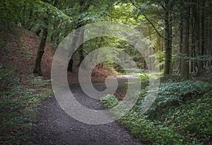 Beautiful forest at the Rebild Bakker area in Denmark