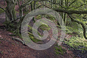 Beautiful forest at the Rebild Bakker area in Denmark