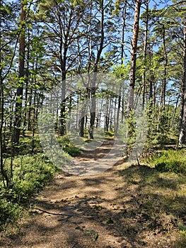 beautiful forest in Sandhamn photo
