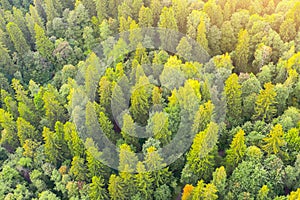 Beautiful forest scene in autumn with green and yellow foliage, aerial view