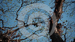 beautiful forest scene, bottom view of tree branches