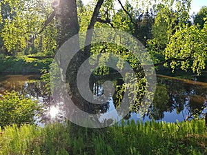 Beautiful forest scene. Lake or river in the spring forest