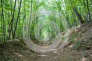 Krásny les na Slovensku