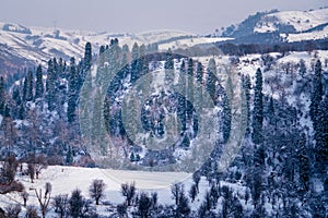 Beautiful forest snow scene in the West Tianshan Mountains in winter