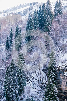 Beautiful forest snow scene in the West Tianshan Mountains in winter