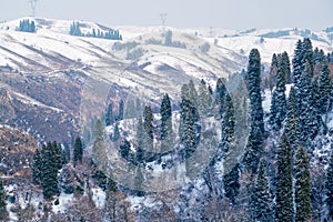 Beautiful forest snow scene in the West Tianshan Mountains in winter