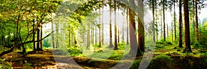 Beautiful forest with bright sunlight in the background photo