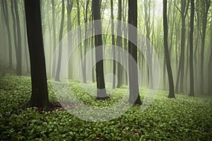 Beautiful forest in spring with fog, green plants and flowers