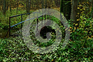 Beautiful spring in the forest,, tree, bridge