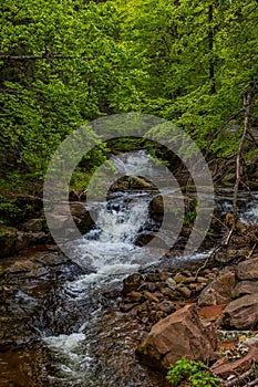 Beautiful forest stream photo