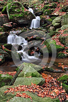 Beautiful forest stream with fallen leaves