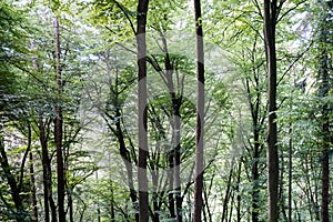 Beautiful forest in the summertime background