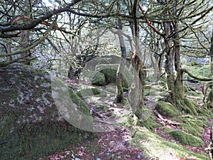 beautiful forest of trees rivers waterfalls water green moss moisture photo