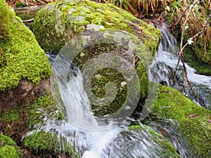 Beautiful forest of trees rivers waterfalls water green moss moisture photo