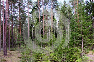 Beautiful forest trees in spring.