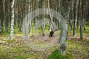 Beautiful forest twisted trunks of the pine trees