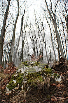 Beautiful forest in winter