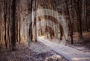 Beautiful forest in winter with snow and sunlight