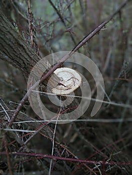 Beautiful forest wood mushroom ... n