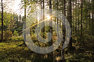 Beautiful forests of Finland