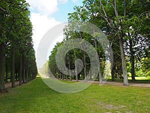 Forests next to the orangerie palace Potsdam Germany