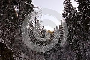 The beautiful forests of snow-covered pines in winter