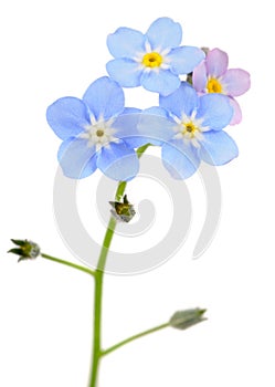 Beautiful Forget-me-not (Myosotis) Flowers photo